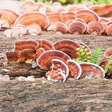 Guide To Medicinal Mushrooms Health Benefits Of Mushrooms