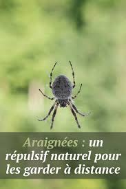 Araignees Un Repulsif Naturel Pour Les Garder A Distance In 2020