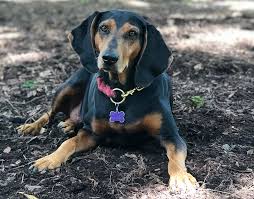 Dogs and puppies for sale. Black Tan Coonhound Breed Information Guide Facts Pictures Bark