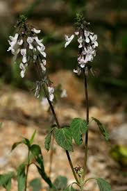 Image result for Orthosiphon thymiflorus