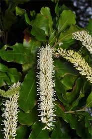 Image result for Macadamia aff. integrifolia