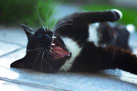 Somewhat like young children, cats who are bored and feeling ignored will act up to get attention. Why Is My Cat Having Seizures Causes And What To Do