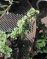 Image result for Coleus neochilus
