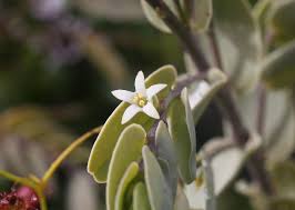 Image result for Olacaceae