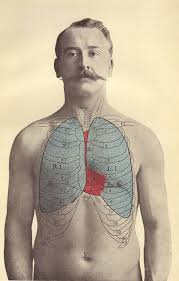 Lungs are comprised of many different structures. 1907 Position Of The Lungs In The Human Body By Paperthesaurus Anatomy Medical Art Human Body Anatomy