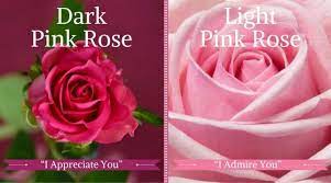 Funeral Flowers And Their Meanings The Ultimate Guide Flower Meanings Funeral Flowers Pink Roses