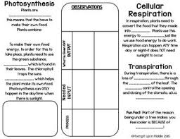 Image Result For Photosynthesis And Cellular Respiration Worksheet Cellular Respiration Photosynthesis And Cellular Respiration Photosynthesis