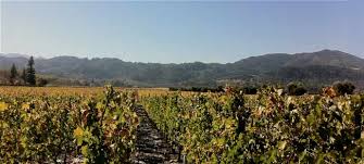 Wine country is a 2019 american comedy film produced and directed by amy poehler, in her feature directorial debut. Napa Valley The Star In Wine Country The Movie Rocklin And Roseville Today