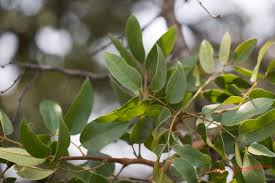 Image result for Dialium englerianum