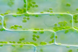 Image result for Elodea