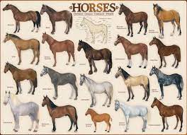 horses 1000 pieces eurographics puzzle warehouse in 2021 horses horse species pony breeds