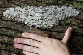 La Mariposa Nocturna Mas Grande Del Mundo Esta En Honduras Radiohouse