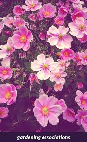 Pin On Gardening Ideas And Tips