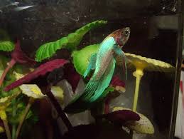 Darting Betta Stuck On One Side Fish Care