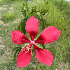 Image result for Hibiscus rostellatus