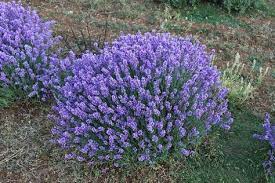 Video Of A Guide To Lavender Pruning Lavender Oregon A Guide To Lavender Pruning Harvesting Lavend Water Wise Landscaping Lavender Plant Lavender Garden