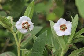 Image result for Trichodesma