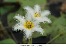 Image result for Menyanthaceae