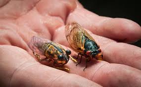 It's a treat for a pa fly fisher to cast a size 6 dry fly to a. Cicada Fly Patterns 4 Gink Gasoline Favorites Fly Fishing Gink And Gasoline How To Fly Fish Trout Fishing Fly Tying Fly Fishing Blog