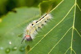 Black And White Striped Caterpillar With Orange Head Stinging Caterpillars Of The United States The Ark In Space Caterpillar Moth Caterpillar United States
