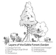 Food Forest Gardens Plant Guilds In Permaculture Design Learn How To Create Plant Guilds In Your Own Bac Permaculture Design Permaculture Food Forest Garden