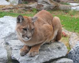 Pin On Wildlife