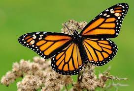 Mariposa Monarca Home Facebook