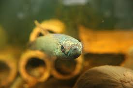 Wild Betta Antuta Mouthbrooders Shipped With Usps Priority Mail In 2020 Aquarium Fish For Sale Siamese Fighting Fish Betta Fish