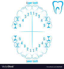 Orthodontist Human Tooth Anatomy With Numbering