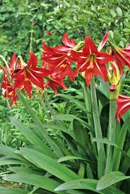 Image result for Hippeastrum sp. cultivars