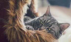 Masaustu Biyik Kucuk Orta Boy Kediler Fauna Kedi Gibi Memeli Goz Kurk Kapatmak Sincap Organ Kedi Yavrusu Maine Kanguru Yerli Kisa Sacli Kedi Norvec Orman Kedisi Tekir Kedi 4224x2527