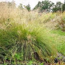 Image result for Sporobolus festivus