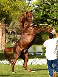 Spieler können für hengste decksprünge. Der Traum Vom Eigenen Hengst