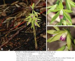 Image result for Nervilia