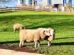 If you want to farm our city, do consider the experience. Best City Farms In London For Spotting Super Cute Animals