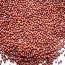 Image result for Eleusine coracana