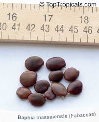 Image result for Baphia massaiensis