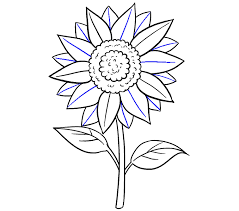 To enliven the drawing of sunflowers and to make it more expressive, use colored pencils, pastels, or even paints. Easy How To Draw A Sunflower Step By Step Novocom Top