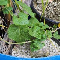 Image result for Kedrostis leloja