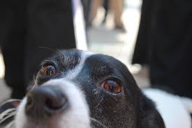 Best local home pet sitting on care.com. Cincinnati Children S Breaks Ground On Family Pet Center Wvxu