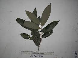 Image result for Parinari capensis