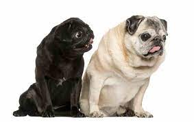 Maybe you would like to learn more about one of these? Dogs Down Syndrome Do Dogs Have Down Syndrome