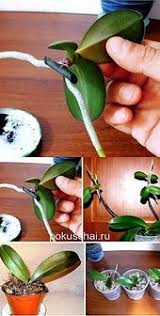 Terrarium Design Designer Designs Designlife Gardeningtips Kitchendecor Decorationideas Livingroomdecor In 2020 Orchideen Garten Zimmerblumen Blumen Fur Garten