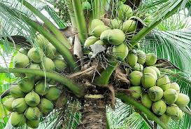 Figure out how many feet your planting will cover. Coconut Farming Planting Distance Cultivation Technology Farm News India