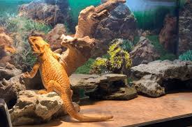 So here are 30 diy bearded dragon terrarium ideas found online that are absolutely stunning. Best Insulation For Bearded Dragon Vivariums