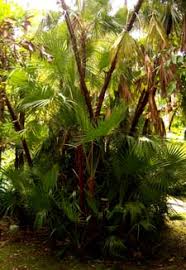 Image result for Acoelorrhaphe wrightii