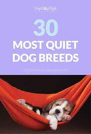 30 Most Quiet Dogs Best For Apartments Quiet Dog Breeds Dog Breeds Medium Calm Dog Breeds