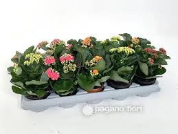 La phalaenopsis fiorisce a lungo, un fiore può durare fino a 3 mesi. Pagano Fiori Import Export Ingrosso Di Piante Verdi Da Appartamento Piante Fiorite Da Interno Orchidee Bonsai Fiori E Piante Da Esterno A Ruvo Di Puglia