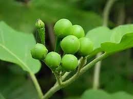 Lihat juga resep tumis selada air pindang suwir enak lainnya. Terong Pokak Steemit