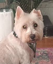 Remove ribbons from dog ears?